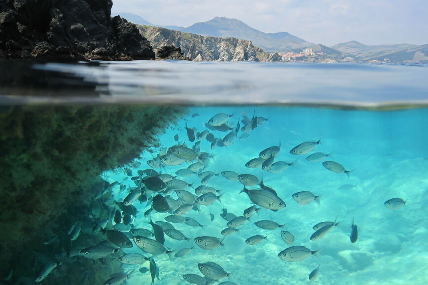 Sostenibilidad-oceano-plato